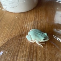 シュレーゲルアオガエル　オス