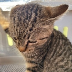 キジトラの男の子 - 猫
