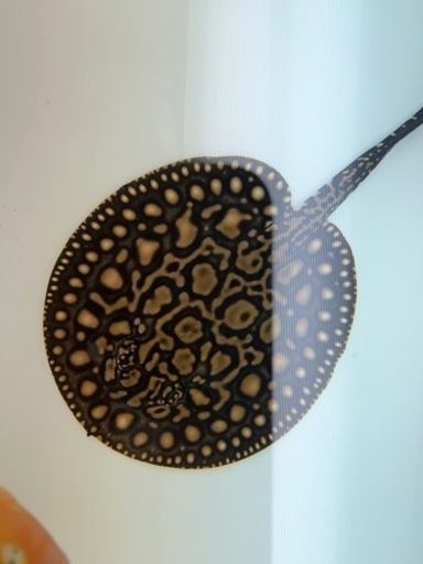 ダイヤモンドポルカ エクセルコロンビアモトロHBスティングレイ20㎝位　オス