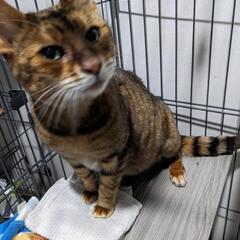 美しいアビシニアンのアビ君