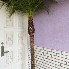 商談中最終値下げフェニックス、ロベニーの画像