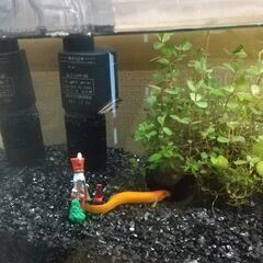 観賞用お魚一式セット