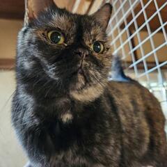 サビなマンチカンちゃん − 茨城県