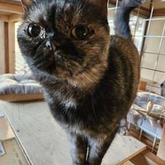 サビなマンチカンちゃん - 猫