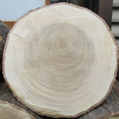 ■(完売) :丸太・椚 (クヌギ)の広葉樹の画像