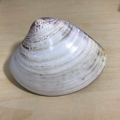 ☆値下げ☆M2401-235 貝雛人形 箱キズありの画像