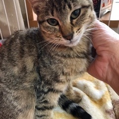 2ヶ月くらいの姉妹猫