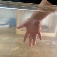 アクリル水槽　熱帯魚　アロワナの画像