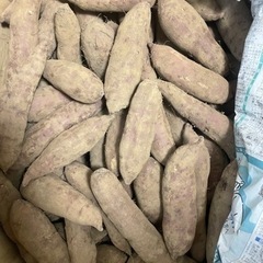 茨城県産紅はるか　10キロ4千円　2ヶ月熟成しました。　