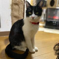 ★里親様✨募集致します★みのん ※6/29(日)ヨイショテラス譲渡会に参加します - 里親募集