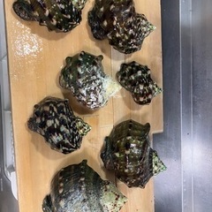 夜光貝