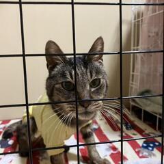 迷い猫