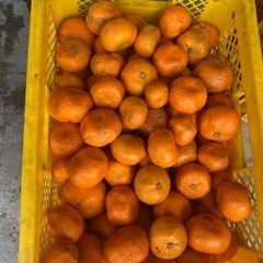 1/10〜出荷分 規格外品 青島みかん 