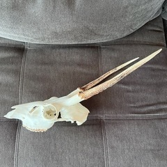 鹿のハンティングトロフィーの画像