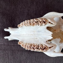 鹿のハンティングトロフィーの画像