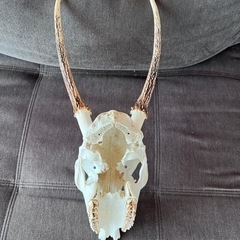 鹿のハンティングトロフィーの画像