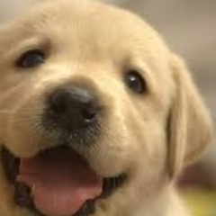 愛犬の悩み(問題)の相談、解決します。