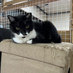 優しい里親さん希望します。 - 猫