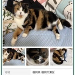 迷子猫探しています。名前はユエちゃんです