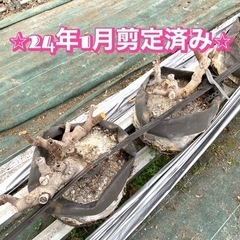⭐︎数量限定⭐︎イチジク 親株 ビオレソリエス 大苗 5年生 4年生 3年生 黒イチジクの画像