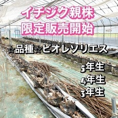 ⭐︎数量限定⭐︎イチジク 親株 ビオレソリエス 大苗 5年生 4...
