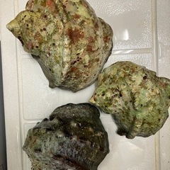 夜光貝　殻