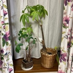 観葉植物