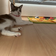 猫ちゃん