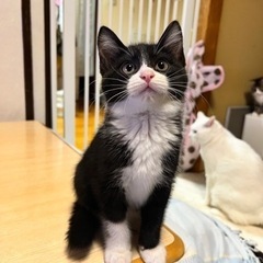生後3ヶ月の男の子🐾(里親様決定)