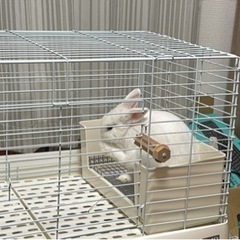 ミニウサギ里親募集