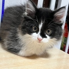 生後2.5ヶ月の女の子🐾里親様決定！