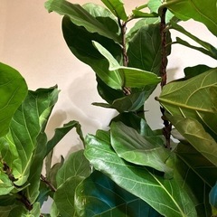 フィカスリラータ　カシワバゴムの木　10号鉢の画像