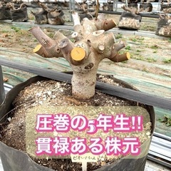 ⭐︎数量限定⭐︎イチジク 親株 ビオレソリエス 大苗 5年生 4年生 3年生 黒イチジクの画像