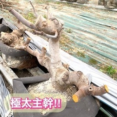 ⭐︎数量限定⭐︎イチジク 親株 ビオレソリエス 大苗 5年生 4年生 3年生 黒イチジクの画像
