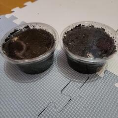 ニジイロクワガタ幼虫4匹セット
