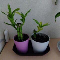【無料】観葉植物　ミリオンバンブー　