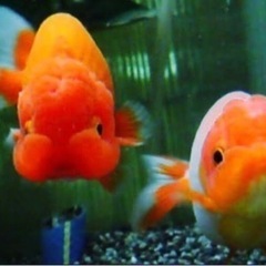 アロワナや金魚、らんちゅう、熱帯魚、水槽譲って下さい‼️