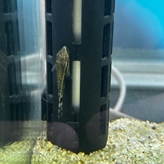 熱帯魚一式の画像