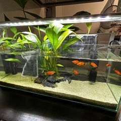 熱帯魚一式の画像