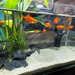 熱帯魚一式の画像