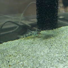 熱帯魚一式の画像