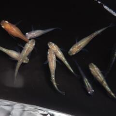 🐟ブランドMIX１０匹セット❗　安心現物個体　色々なキレイなメダカのお得セット🉐 №7の画像