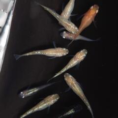 🐟ブランドMIX１０匹セット❗　安心現物個体　色々なキレイなメダカのお得セット🉐 №7の画像