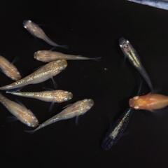 🐟ブランドMIX１０匹セット❗　安心現物個体　色々なキレイなメダカのお得セット🉐 №7の画像