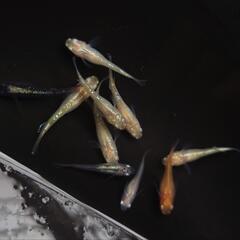 🐟ブランドMIX１０匹セット❗　安心現物個体　色々なキレイなメダカのお得セット🉐 №7の画像