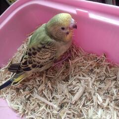 セキセイインコ　生後2ヶ月