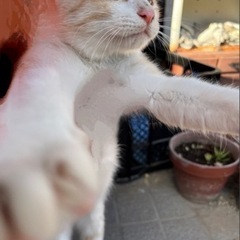 人懐っこい甘えん坊にゃんこです！