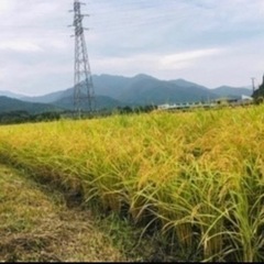 令和5年　ヒカリ新世紀、30ｋｇ、兵庫県産　玄米②
