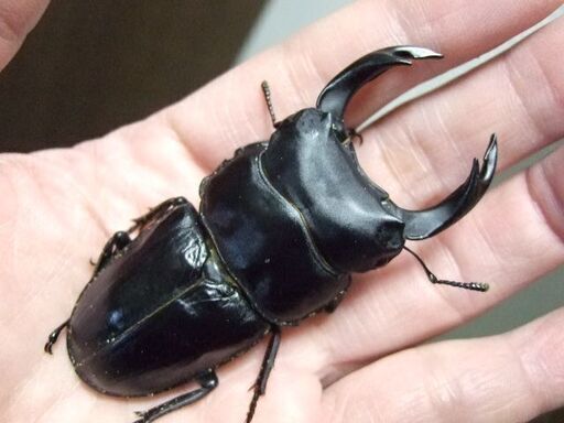 大型血統！能勢産オオクワガタ ♂76.3ミリ ♀51.2ミリ　ペア