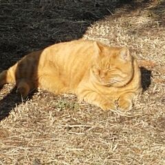 【埼玉・久喜】猫が好きな友達募集 - 友達